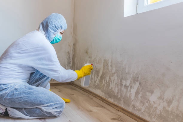 Licensed Attic Mold Removal service in Laurel, MD - WQB Mold Removal